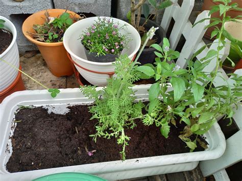 長型花盆適合種什麼|香草植物合植（株距、花盆寬／深度）問題 ...